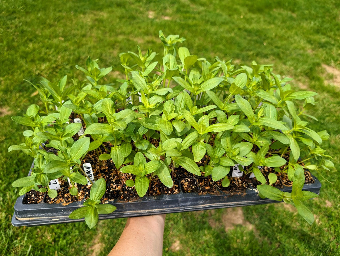 Zone 6: Why Start Seeds Indoors This Winter? Benefits For Veggie & Cut Flower Growers