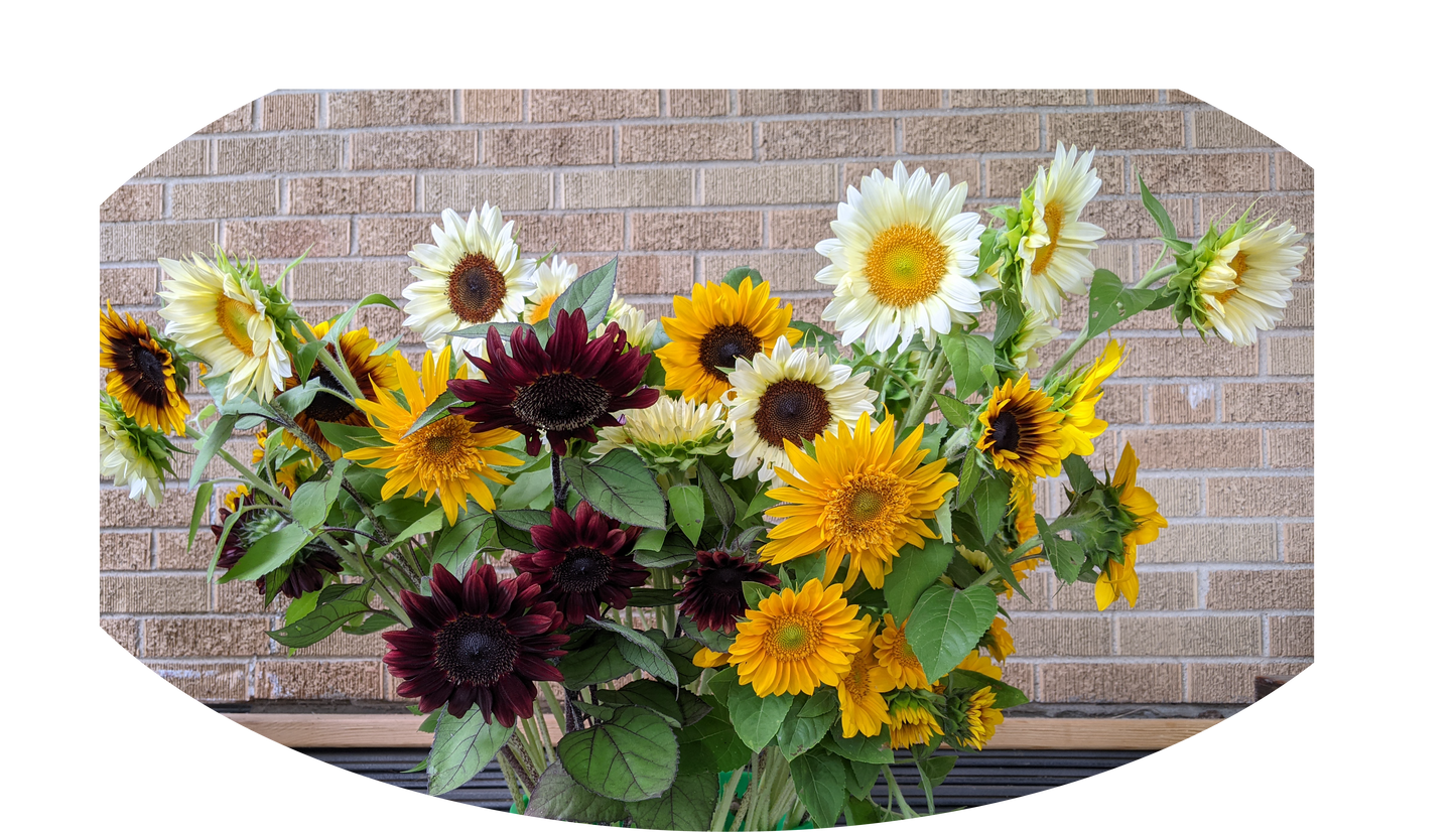 Sun & Stars Bouquet Builder Kit