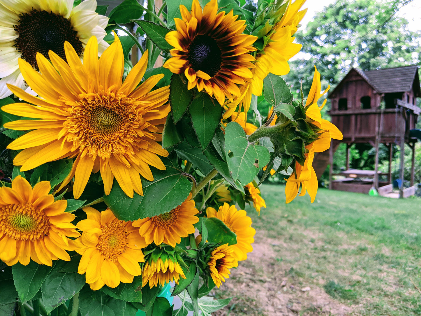 Sun & Stars Bouquet Builder Kit